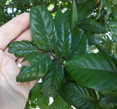 Alectryon excelsus grandis