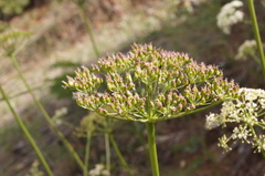 Ligusticum californicum