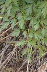 Ligusticum californicum