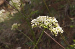 Ligusticum californicum