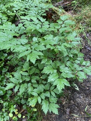 Actaea racemosa