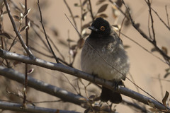 Pycnonotus nigricans superior