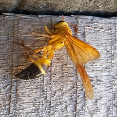 Agelaia constructor