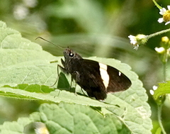 Autochton vectilucis