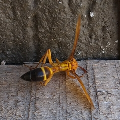 Agelaia constructor