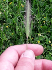 Hordeum secalinum