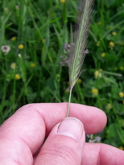 Hordeum secalinum