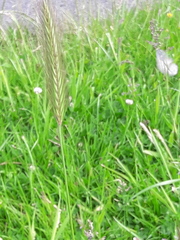 Hordeum secalinum