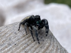 Phidippus purpuratus