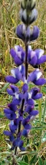 Lupinus