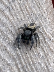 Phidippus purpuratus