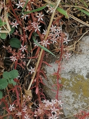 Sedum cepaea