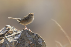 Cisticola lais
