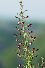 Scrophularia cretacea