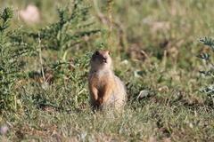 Spermophilus major