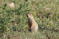 Spermophilus major