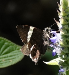 Autochton vectilucis