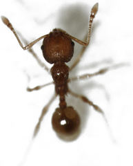 Pheidole rugosula