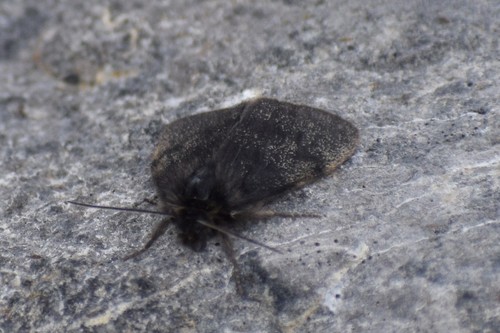 Parabarrovia ogilviensis