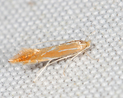 Phyllonorycter basistrigella