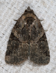 Pseudeustrotia indeterminata