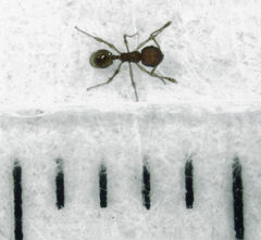 Pheidole rugosula