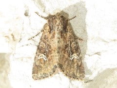 Mesapamea fractilinea