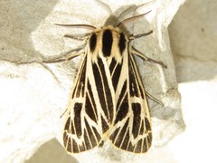 Apantesis virguncula