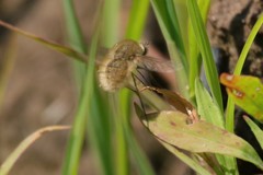 Bombylius minor