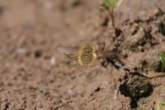 Bombylius minor