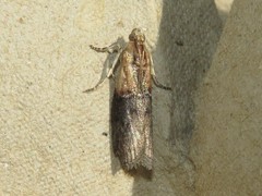 Sciota basilaris