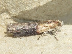Sciota basilaris