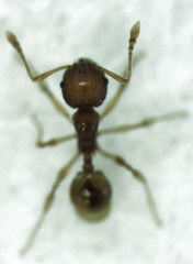Pheidole rugosula
