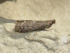 Oreana unicolorella