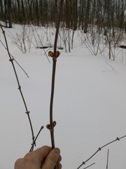 Sambucus racemosa racemosa