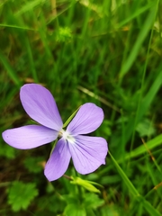 Viola cornuta