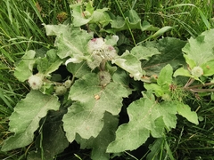 Arctium nemorosum