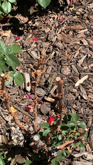 Pachydiplax longipennis