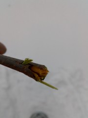 Sambucus racemosa racemosa