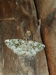 Cleorodes lichenaria