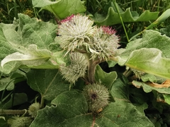 Arctium nemorosum