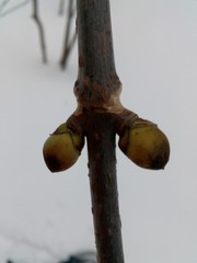 Sambucus racemosa racemosa