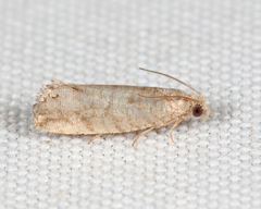 Eucosma baggetti