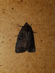 Rusina ferrosqualida