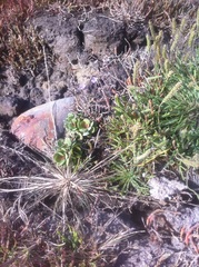 Limonium companyonis