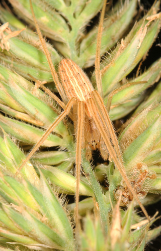 Larinia directa
