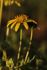 Tetragonotheca repanda