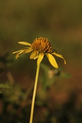 Tetragonotheca repanda