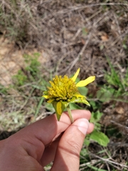 Tetragonotheca repanda