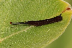 Cerura vinula